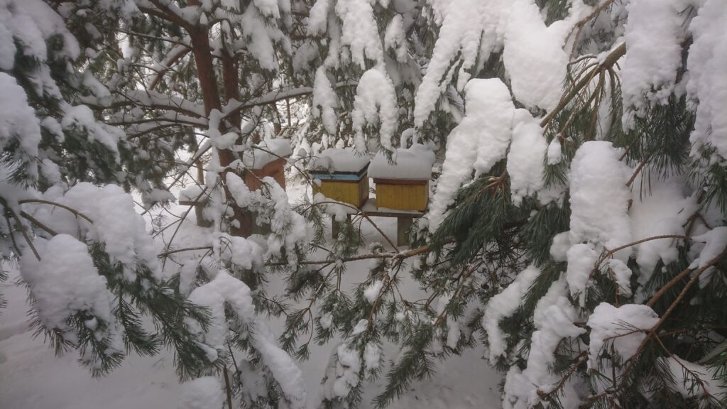 Miodo Pasieka z Powiśla