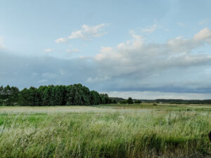 PASIEKA MIODO KASZUBY